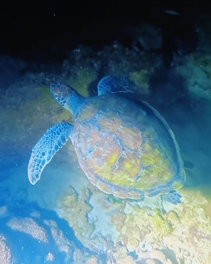 A sea turtle resting on the reef in the beam of a dive light