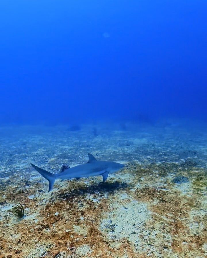 A reef shark cruising over the sand